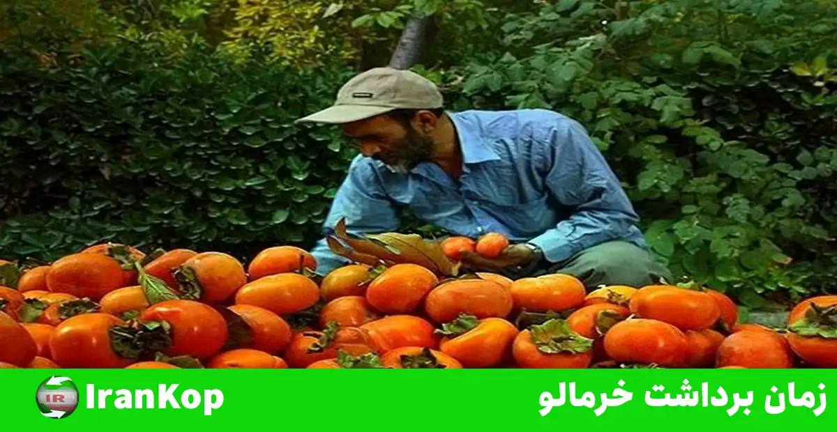 زمان برداشت خرمالو