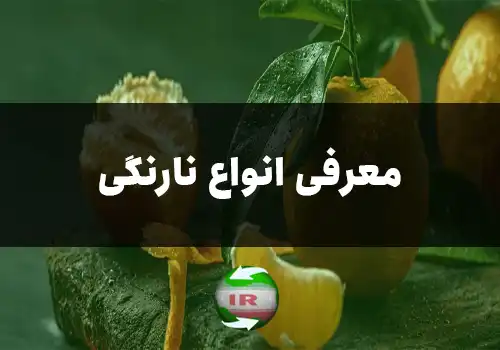 انواع نارنگی