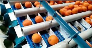 نایلونپیچی پرتقال برای حفظ رطوبت و کاهش ضایعات پس از برداشت