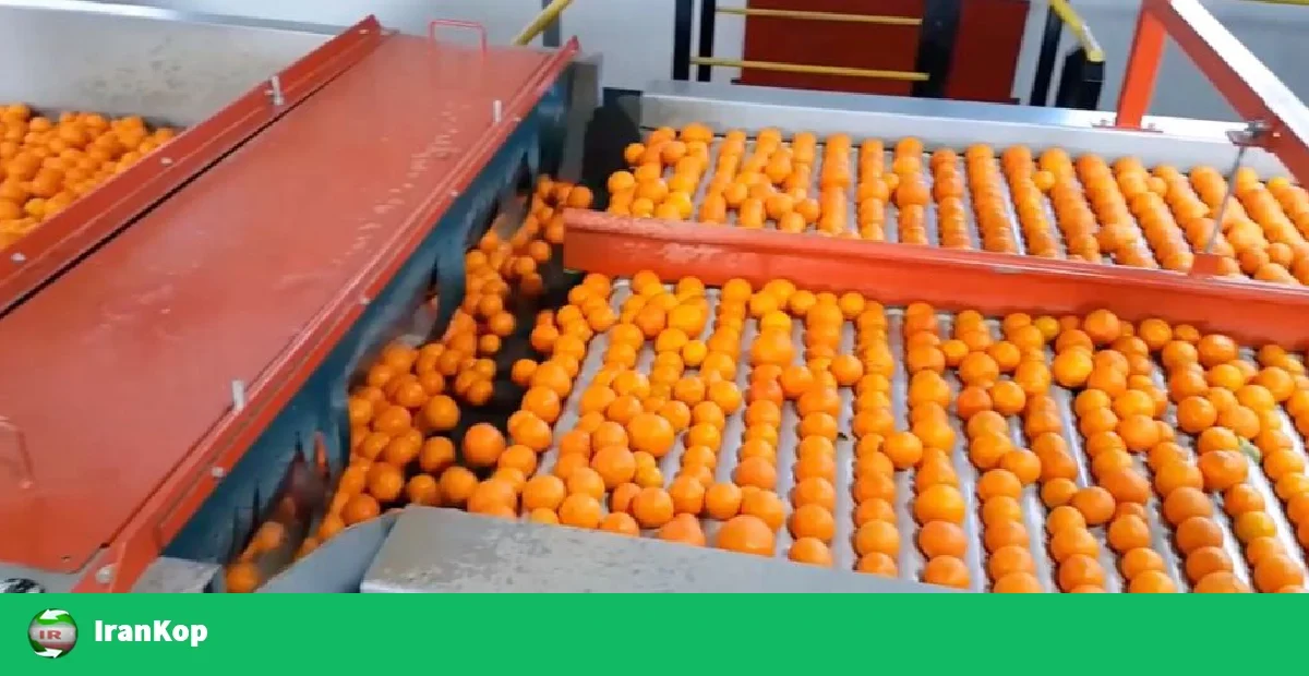 فرآبند گرمادرمانی پرتقالها داخل دستگاه