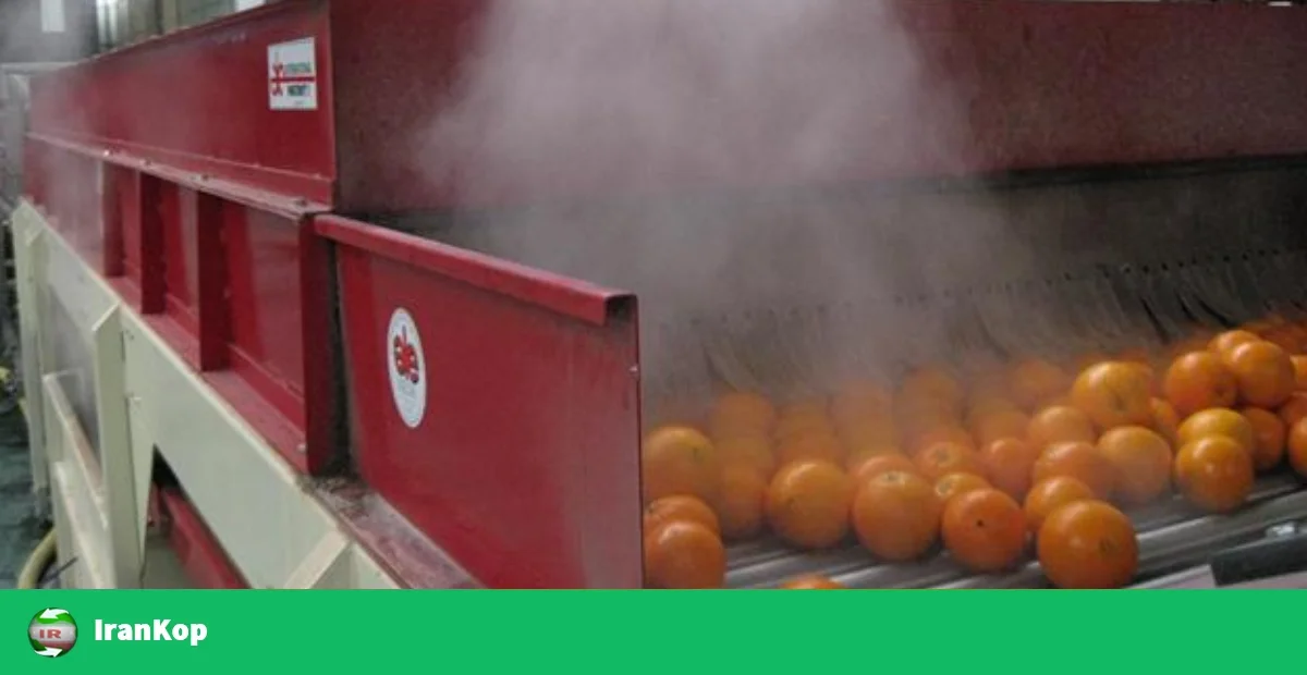 گرمادرمانی پرتقال. پرتقالهایی که در دستگاه گرمادرمانی هستند.