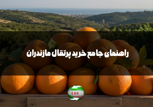 راهنمای جامع خرید پرتقال مازندران