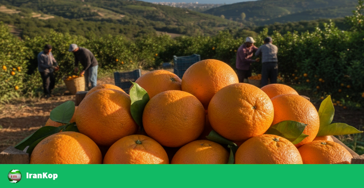 قیمت روز پرتقال مازندران