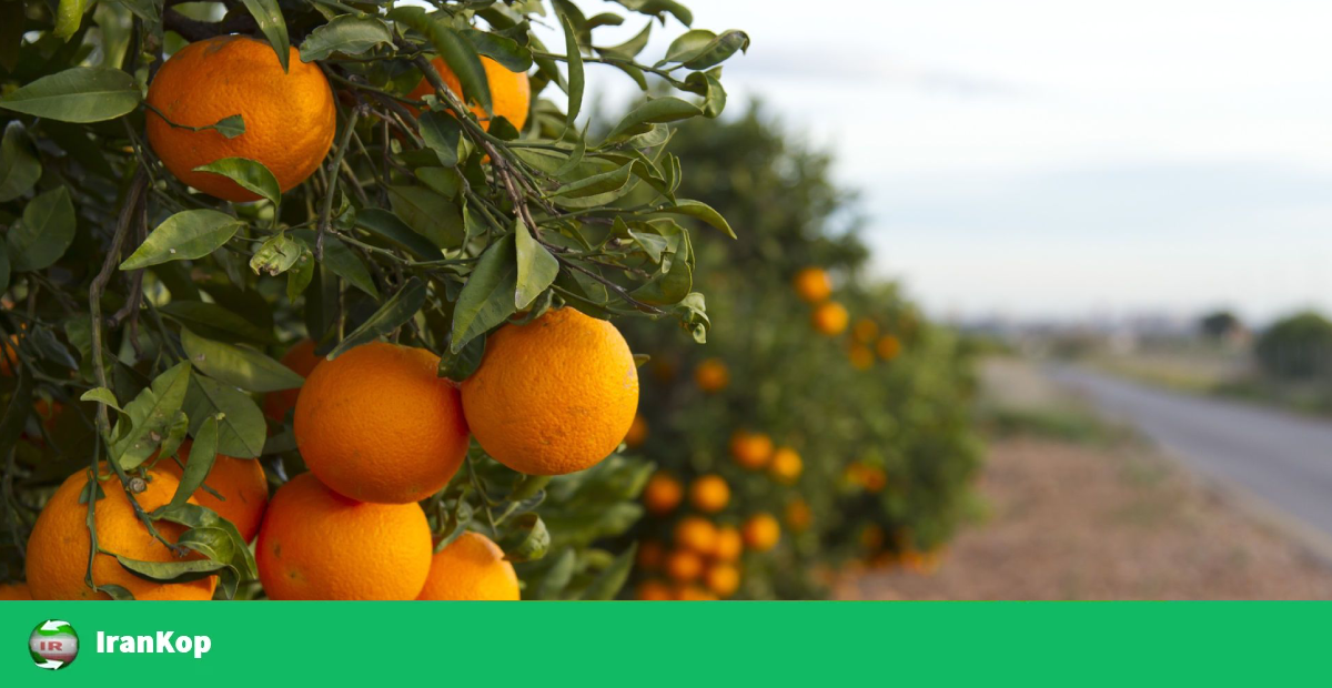 قیمت پرتقال والنسیا ۱۴۰۴ انواع مدل ها