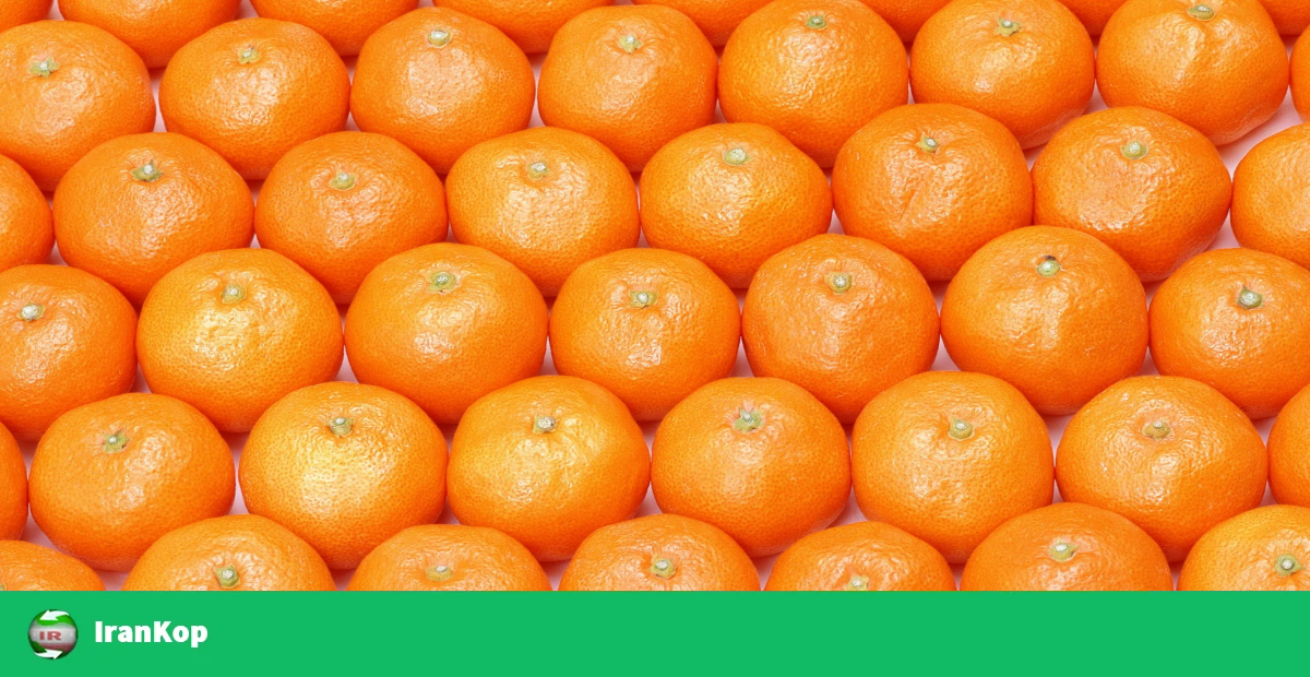 پرتقال صادراتی مازندران