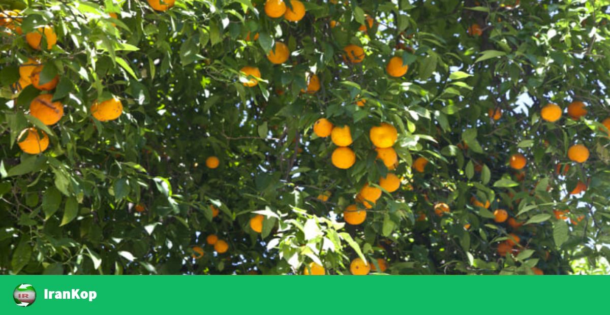 پرتقال والنسیا دستچین شمال