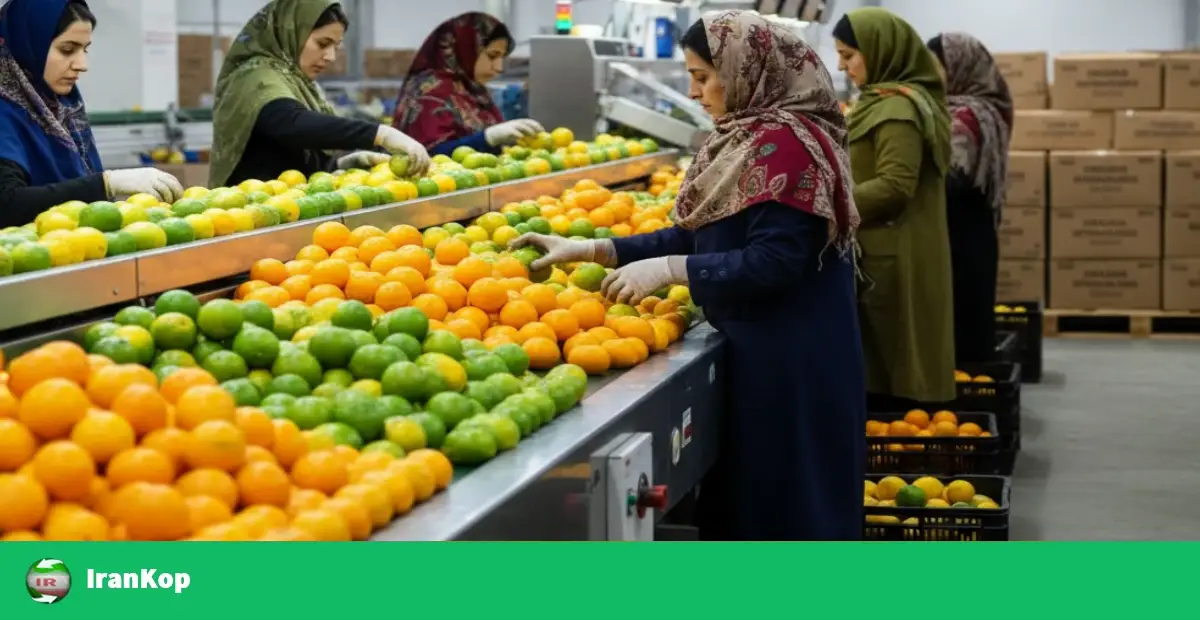 راهنمای خرید عمده مرکبات ایران برای خریداران بین‌المللی