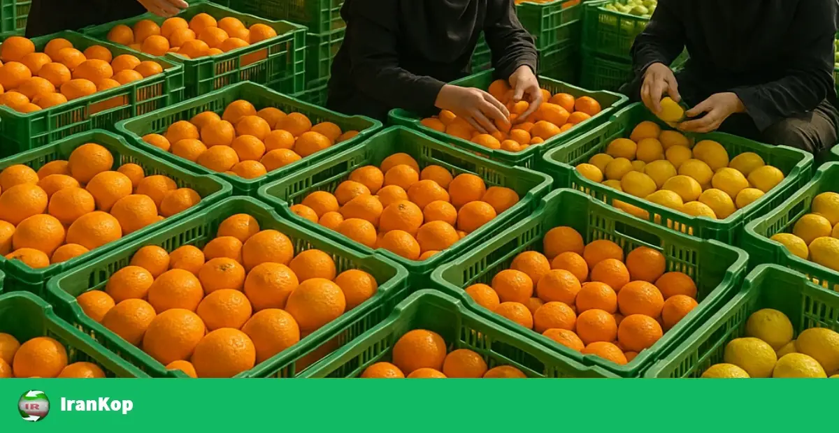 اهمیت زمان‌بندی در تجارت میوه