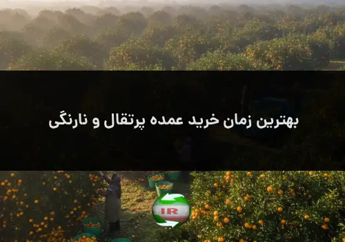 بهترین زمان خرید عمده پرتقال و نارنگی
